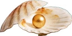 an open shell with a golden egg in it's center on a white background