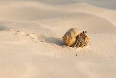 there is a small crab in the sand