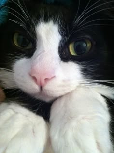 a black and white cat laying on top of a bed next to a persons hand