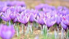 many purple flowers are growing in the dirt