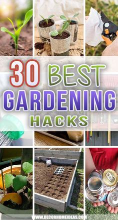 the best gardening hacks for beginners to use in their garden, including seeding and