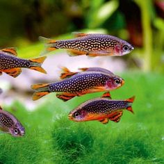 several small fish swimming in an aquarium filled with water and grass, all looking different directions