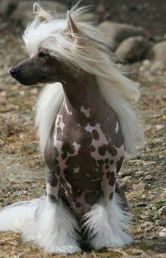 a white and brown dog with long hair sitting on top of a dirt ground next to rocks