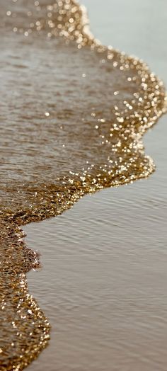 a bird is standing on the sand at the edge of the water's edge