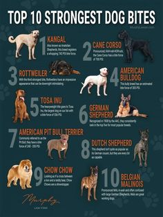 the top ten dog breeds with their names