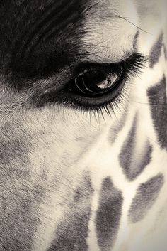 the eye of a giraffe is shown in black and white