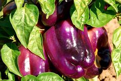 purple eggplant with green leaves growing on tree