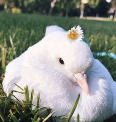 a white bird with a flower on its head is laying in the grass and looking at the camera