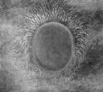 a black and white image of an object in the middle of some sort of substance