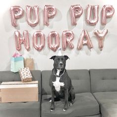 a black and white dog sitting on top of a couch in front of a sign that says pup pup hooray