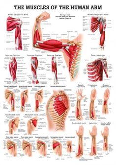 the muscles of the human arm and lower body, with their corresponding muscles labeled in red