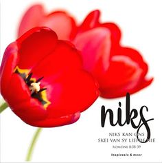 two red tulips with the words niks written below them