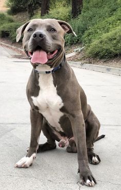 a large brown and white dog sitting on top of a cement road next to trees