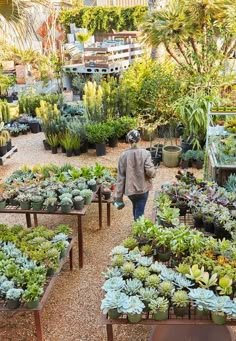 a man walking through a garden center filled with lots of succulents and plants