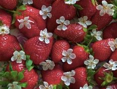 a bunch of strawberries with white flowers on them