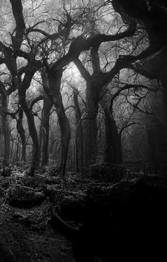 black and white photograph of trees in the woods