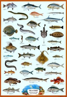 a poster with different types of fish on it's sides and the names of their species