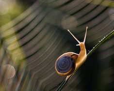 a snail that is sitting on top of a leaf