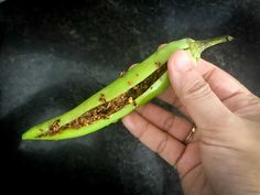 a person is holding a green pea pod with brown stuff on it's end