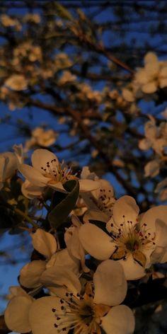 some white flowers are blooming on a tree