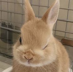 a brown rabbit sitting on top of a bathroom sink next to a mirror with its eyes closed