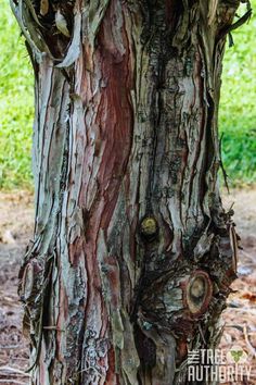 an old tree has been carved into the bark and is very close to the ground