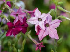 pink flowers with green stems in the foreground and purple flowers in the back ground