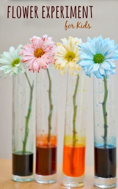 three vases with flowers in them and the words flower experiment for kids written below