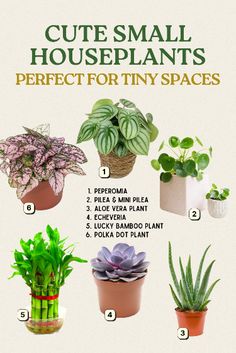 some houseplants that are perfect for tiny spaces, including plants and succulents