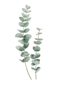 watercolor painting of eucalyptus leaves on white background