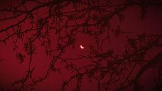 the moon is seen through the branches of a tree in the foggy night sky