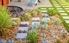 an outdoor garden with rocks and succulents in the center, surrounded by grass