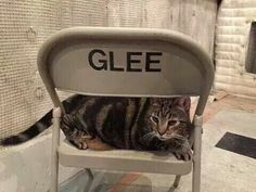 a cat sitting on top of a chair with the word glee written on it's back