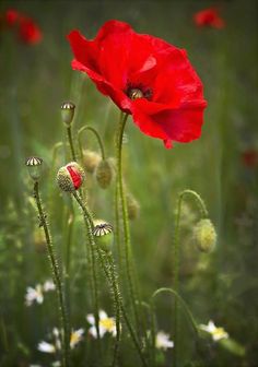 two red poppies in the middle of a field with daisies and other wildflowers