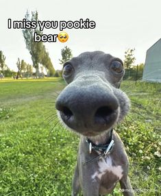 a close up of a dog with the caption i miss you pokie bear