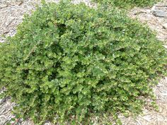 a small bush with green leaves in the dirt