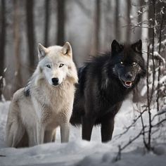 two white and black wolfs standing in the snow next to some trees with their mouths open