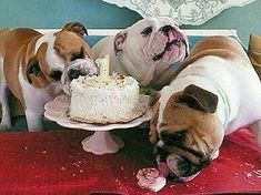 two dogs standing next to each other in front of a cake