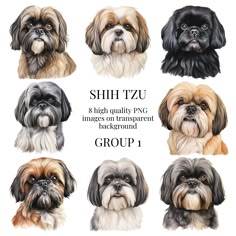 six shih tzu dogs are shown in different colors and sizes, including brown, black, gray, and white