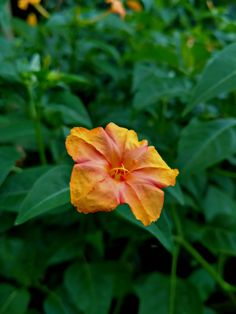 an orange and yellow flower in the middle of some green plants