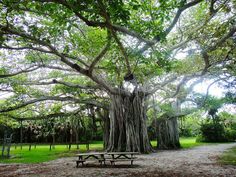 a large tree in the middle of a park with benches underneath it and lots of trees