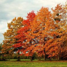 Pin Oak Tree Pin Oak Tree, Hill Villa, Cypress Mulch, Types Of Mulch, House Gardens, Urban Park, Wildlife Park, Oak Trees, Shade Trees