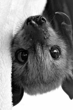 a black and white photo of a dog's face peeking out from behind a blanket