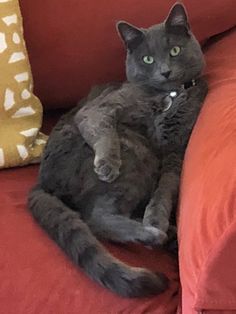 a gray cat sitting on top of a red couch