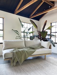 a living room with a couch, rug and potted plant