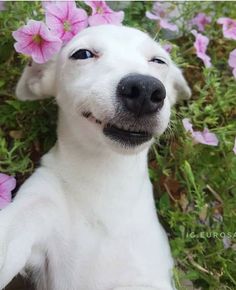 a white dog laying in the grass with pink flowers around it's neck and eyes