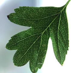 a green leaf hanging from the side of a white wall