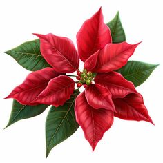 Photorealistic Styled Poinsettia Graphics: 4K Vector Art White Poinsettia Watercolor, Poinsettias Drawing, Pointsetta Plant Drawing, Poinsettia Clipart, Christmas Flowers Poinsettia, Poinsettia Illustration, Painted Poinsettia, Holiday Floral Arrangements, Xmas Sticker