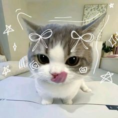 a grey and white cat sticking its tongue out on a bed with stars around it