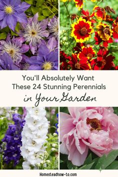 Perennial flowers are a fantastic choice for creating a garden that bursts with color and returns to bloom each season. Each type of perennial brings something special to the mix, enhancing your garden’s overall look.